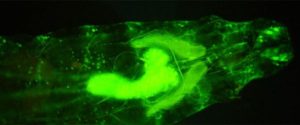 gfp