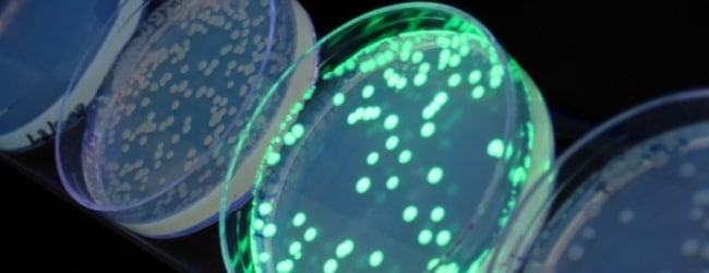 coli