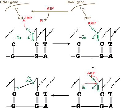 Mechanism of DNA ligation