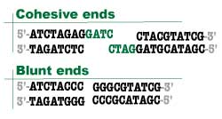 Cohesive and blunt ends for DNA ligation 