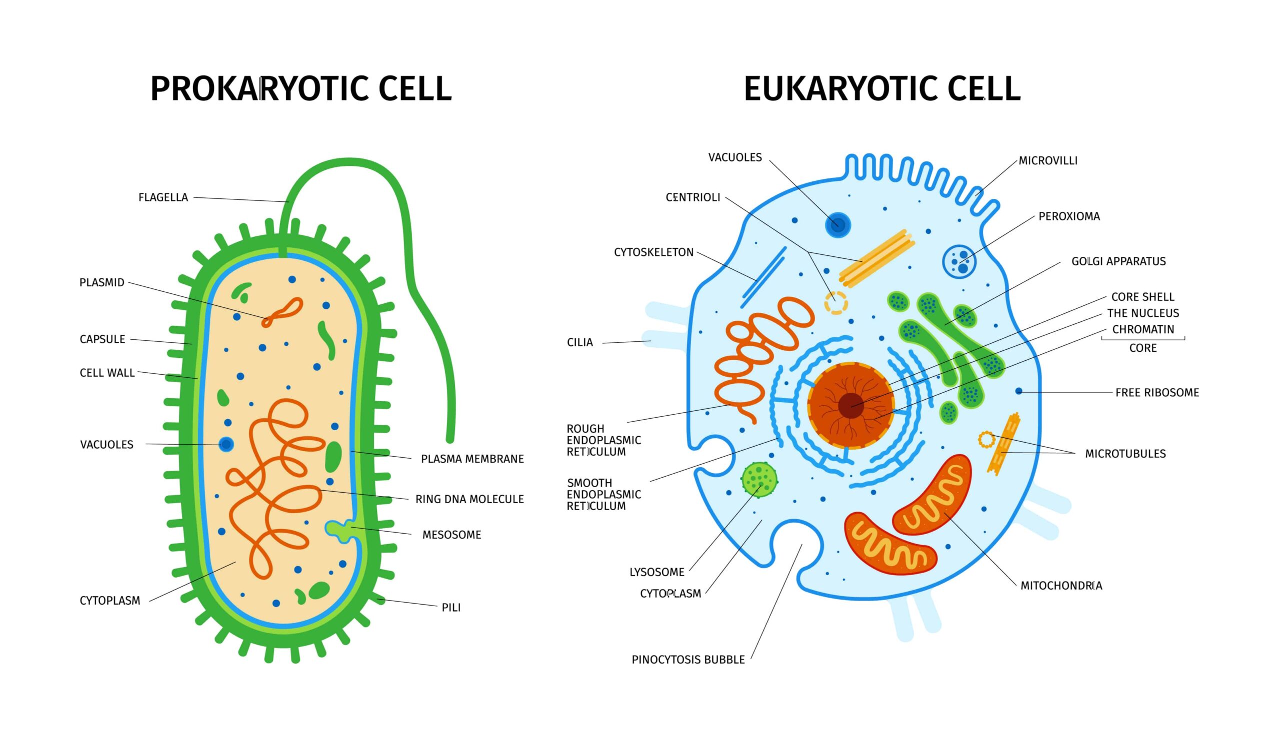 History of Cell Biology: Timeline of Important Discoveries