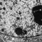 A picture of a cell to help depecit the history of cell biology