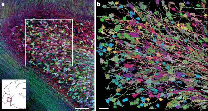 Fluorescent Neurons Over the Brainbow