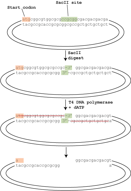 Get Your Clone 90% Of The Time with Ligation Independent Cloning