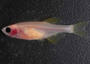 Zebrafish: Making Development Transparent