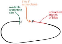 exonuclease-cloning