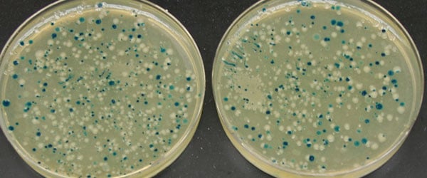 Controls and Tips for TA cloning