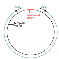 whole-plasmid-amplification-deletin