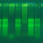 Troubleshooting RNA Isolation