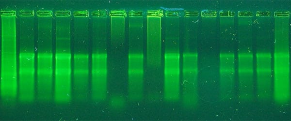 Troubleshooting RNA Isolation