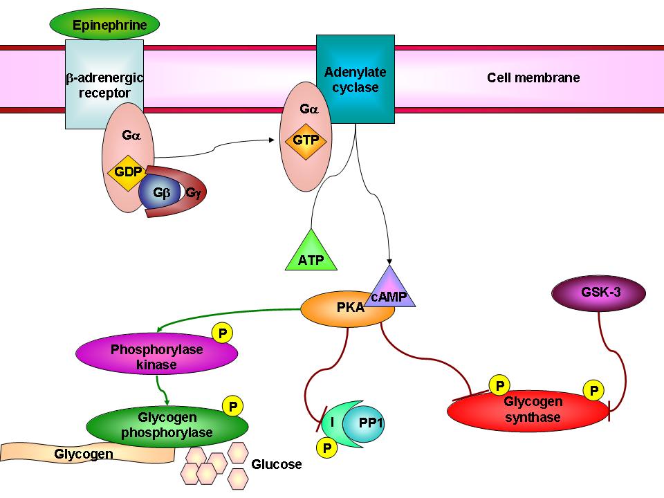 Basics of Protein Phosphorylation Part III: Family Ties - Diversity and Similarity Among Protein Kinases