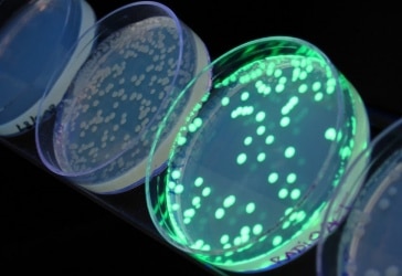 Eliminate the Growth Lag with Large E. coli Cultures