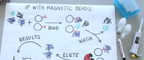 Should You Use Magnetic Beads for Immunoprecipitation?