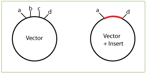 Use Less Vector, Killer Cut for Success in Plasmid Cloning