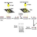 How DNA Microarrays are Built