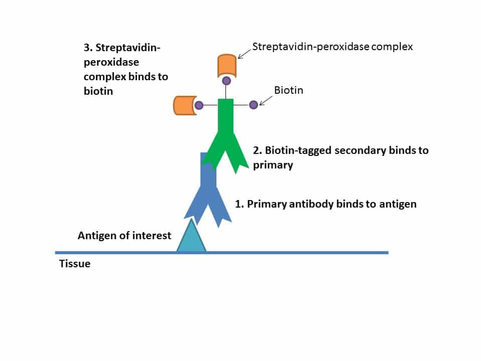 Peroxidase Reaction