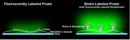 It’s 10 am. Do You Know Where Your mRNAs Are?