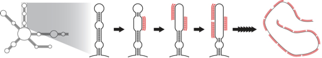 It’s 10 am. Do You Know Where Your mRNAs Are?