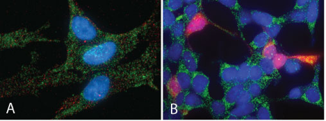 It’s 10 am. Do You Know Where Your mRNAs Are?