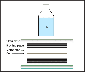 How to transfer one SDS-PAGE gel onto two membranes