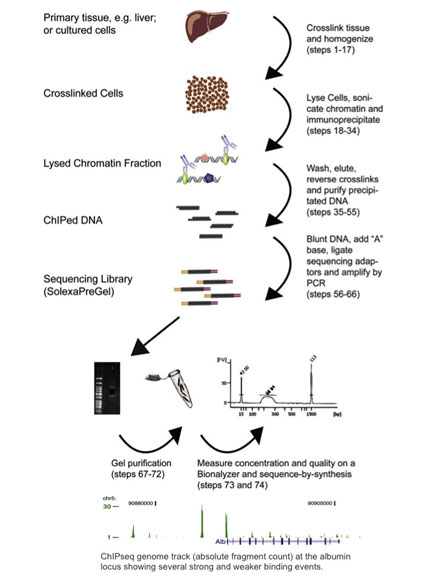 An Introduction To ChIP-seq