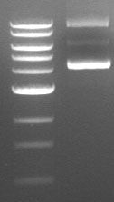 Is Supercoiled DNA Derailing Your Cloning?