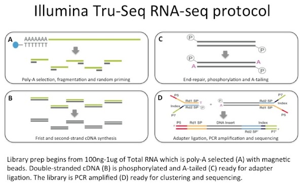 An Introduction to RNA-seq