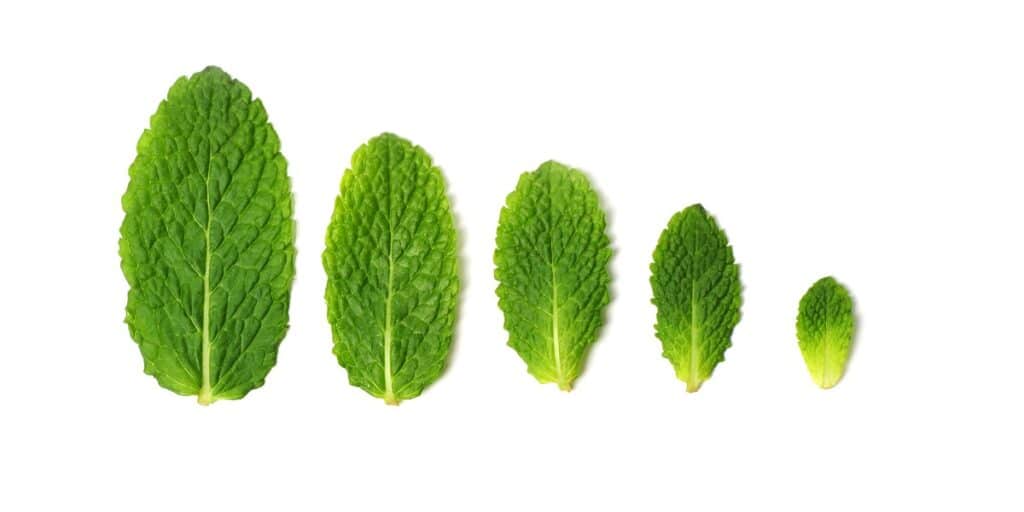 An image of different sized leaves to depict kit-free midiprep.