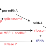 How to detect long non-coding RNA (lncRNA)