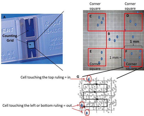 Cell Counting With A Hemocytometer Easy As 1 2 3