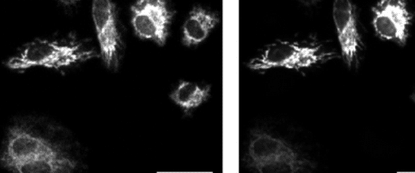 Imaging The World's Brightest Luminescent Protein With Photometrics Evolve