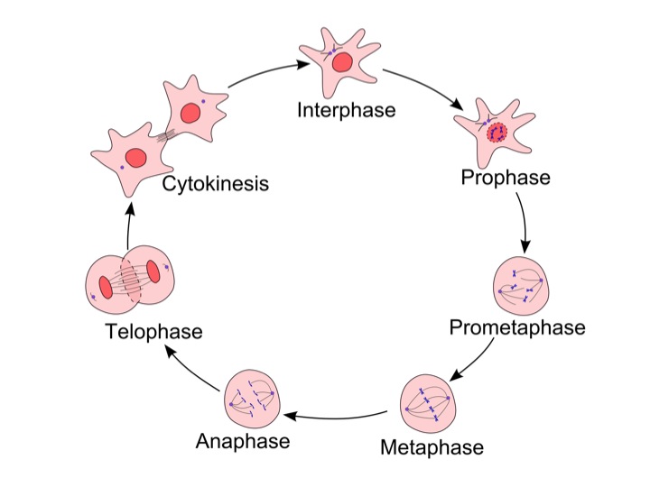 A Picture Speaks a Thousand Words – Making Diagrams Simple