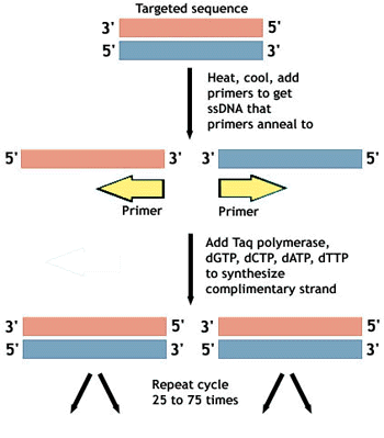 The different Phases of PCR and Why They Are Important