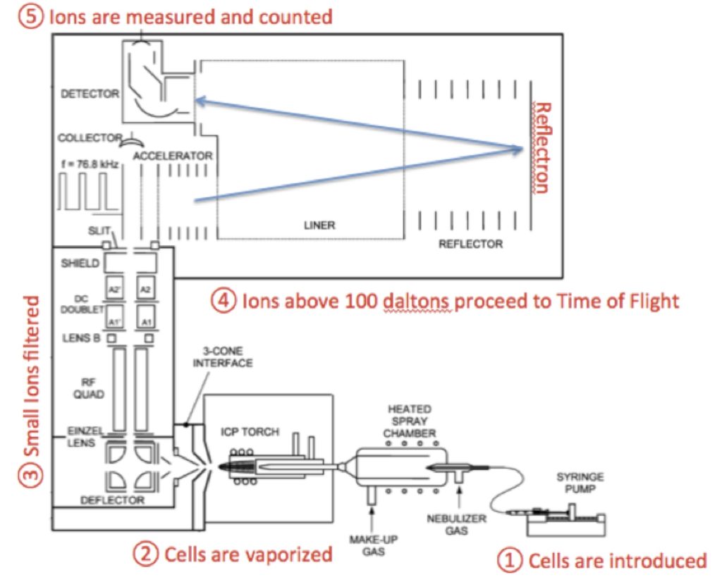 Introducing CyTOF: Cytometry of the Masses