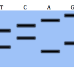 A Beginner’s Guide to Next Generation Sequencing (NGS) Technology