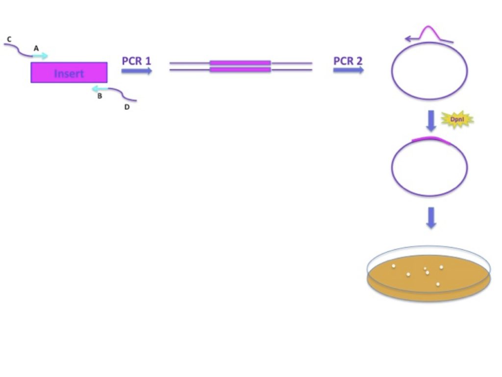 Overlap Extension PCR Cloning