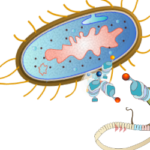 A Sneak Peak at ‘The Bitesize Bio Guide to Protein Expression’ – a Bitesize Bio eBook