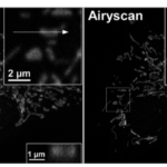 Enjoy the full potential of confocal microscopy with ZEISS LSM 880 with Airyscan