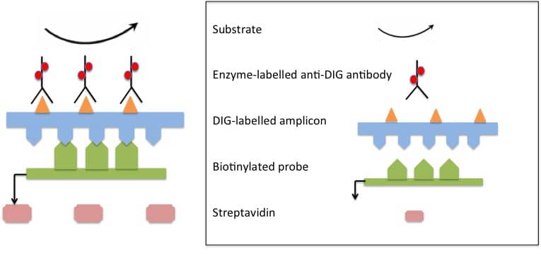 enzyme linked immunosorbent assay