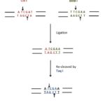 Assembling the Puzzle: Cloning with Compatible Cohesive Ends