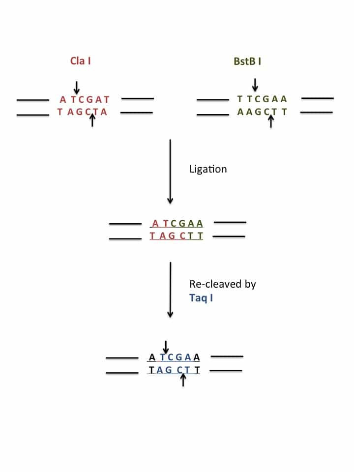 assembling-the-puzzle-cloning-with-compatible-cohesive-ends