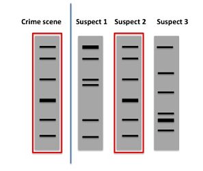 How Are Crimes Solved By Pcr