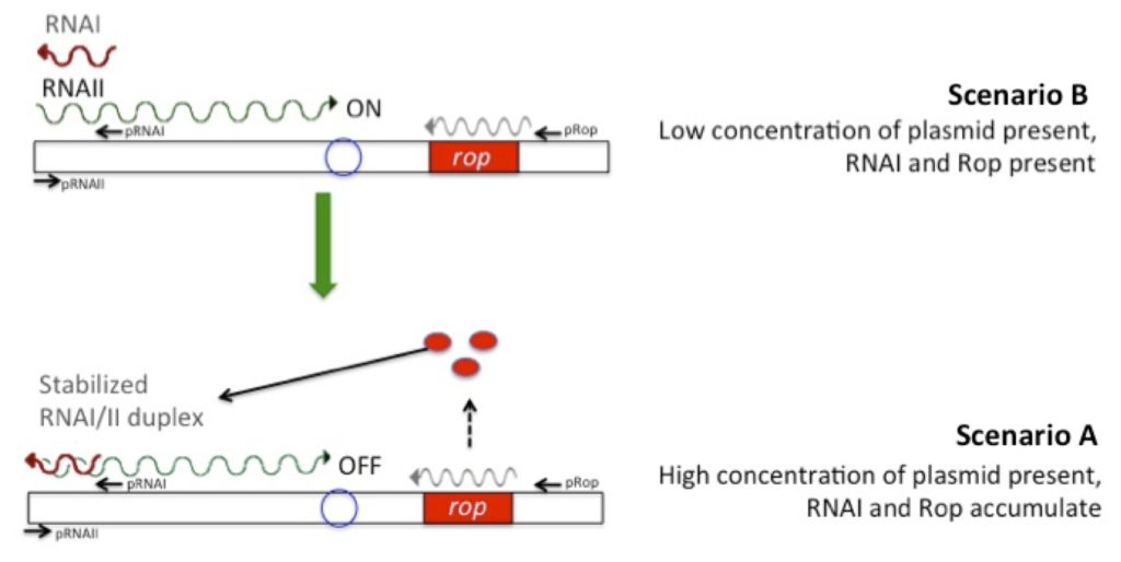 plasmid vector ori