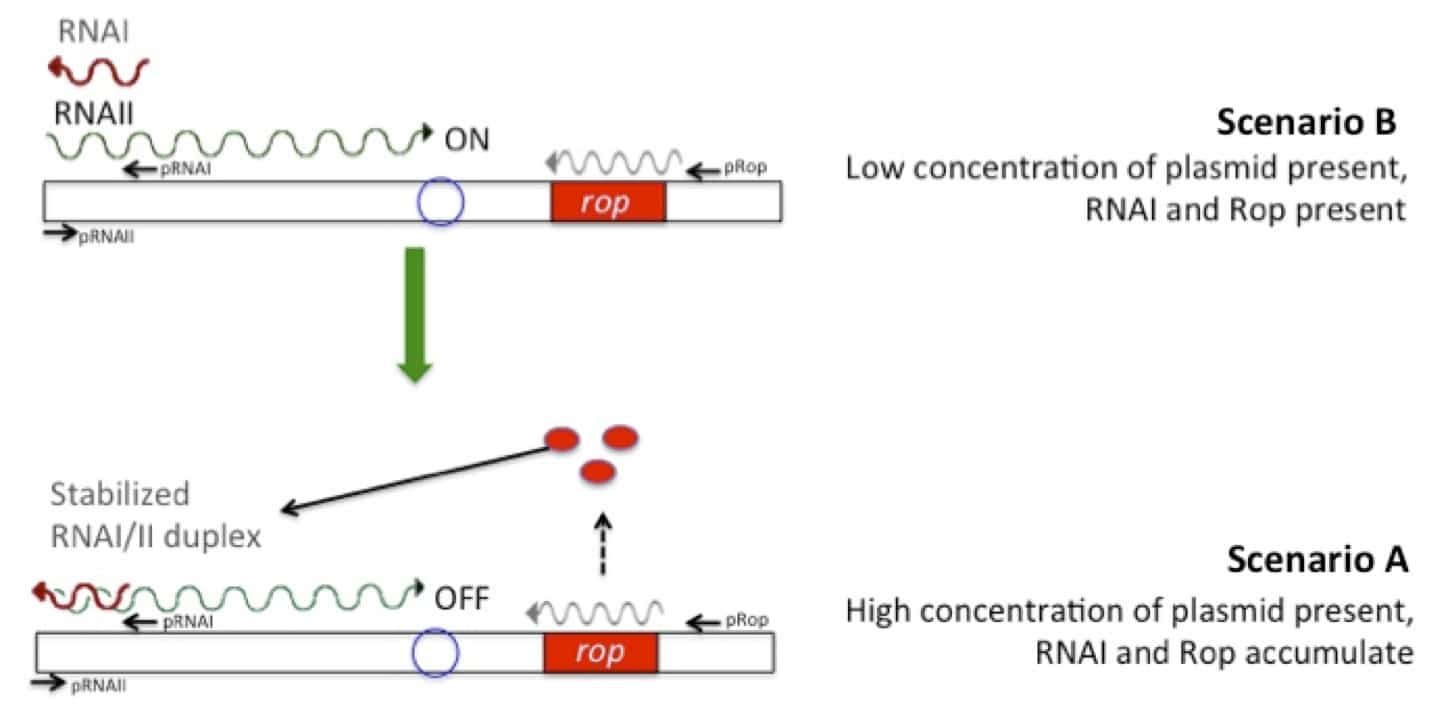 Article Series E li Plasmid Origins of Replication The Origin