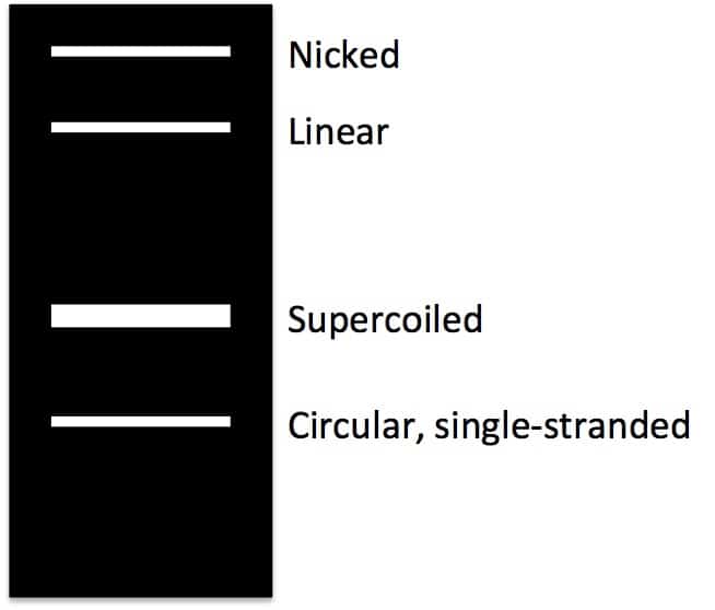 Why Uncut Plasmid DNA on Agarose Gel Has 3 Bands – SignaGen Blog