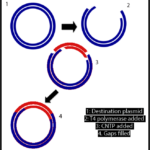 Say Goodbye to Restriction Enzymes and Ligases: An Introduction to Sequence and Ligase Independent Cloning (SLIC)