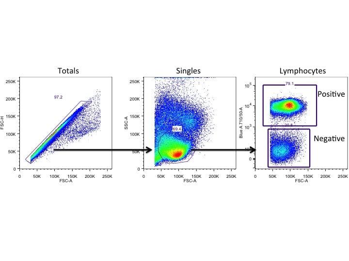 Importance of Antibody Titration in Flow cytometry