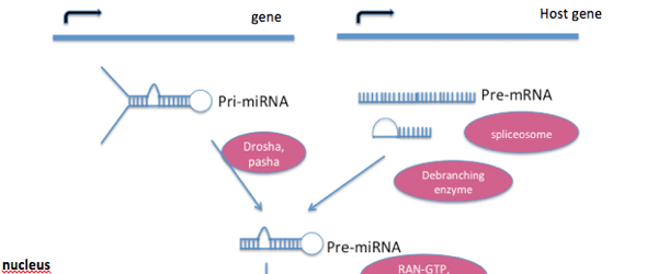 Mysterious miRNAs: An Introduction to MicroRNAs