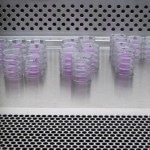 Cell Culture: a Case of Mistaken Identity