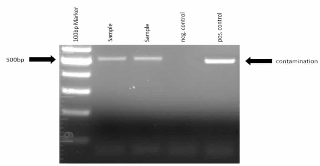 homemade-pcr-test-for-mycoplasma-contamination